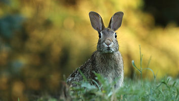 Wild Rabbit