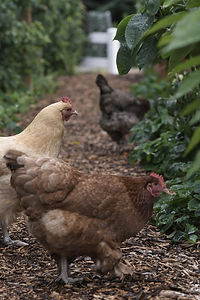 Free Range Chicken