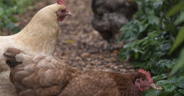Free Range Chicken