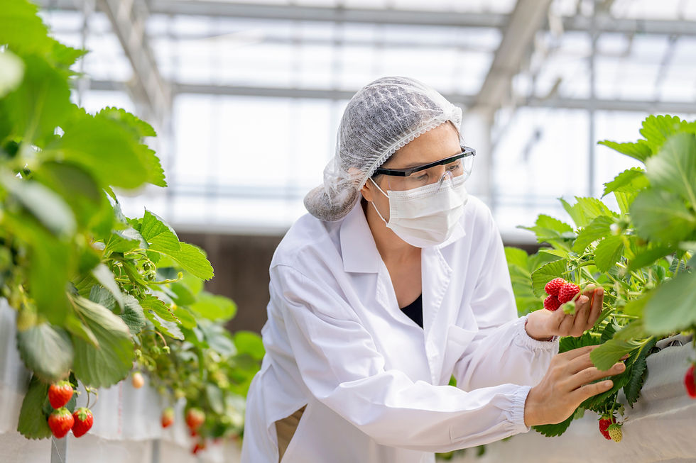 Woman examining strawberries.