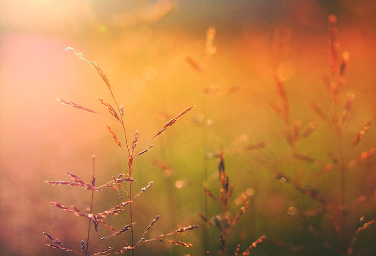Sunrise on Nature