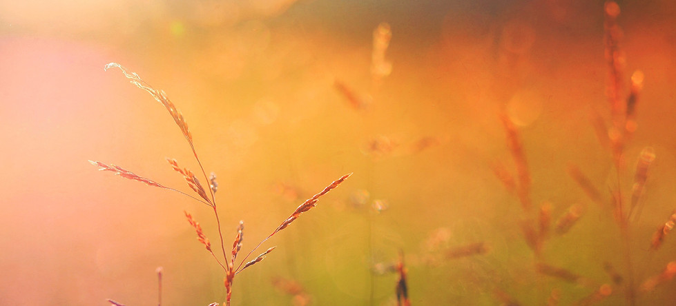 Sunrise on Nature