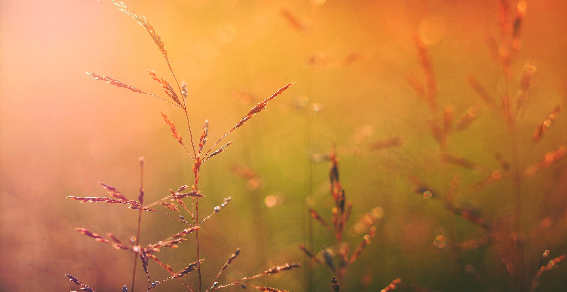 Sunrise on Nature