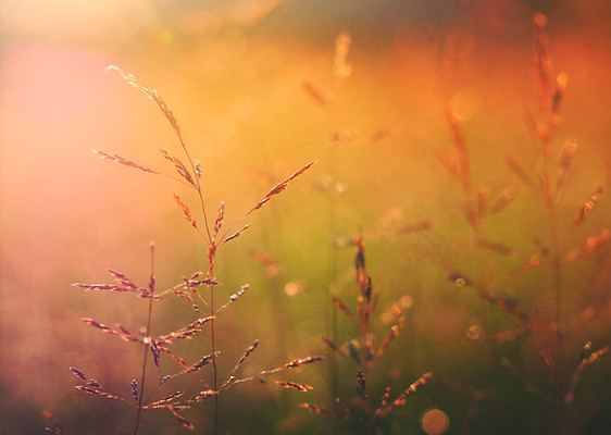 Golden Field Close-Up