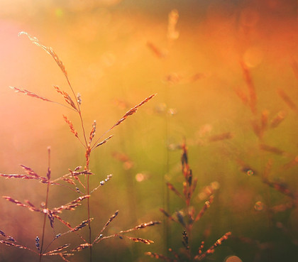 Golden Field Close-Up