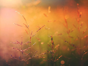 Golden Field Close-Up