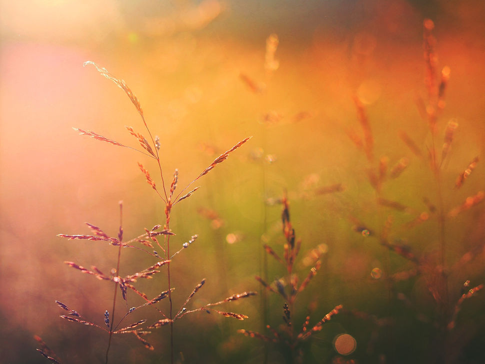 Sunrise on Nature