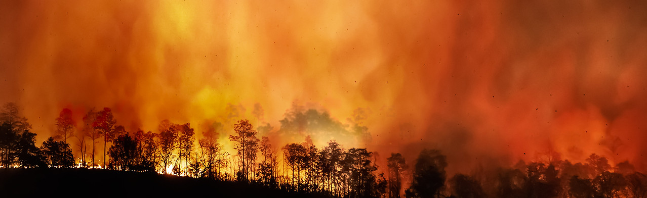 Wild Fire