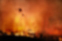 Wild Fire