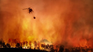 Comment reconstituer une forêt après un incendie ?