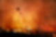 Wild Fire