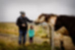 Feeding the Horse