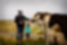 Feeding the Horse