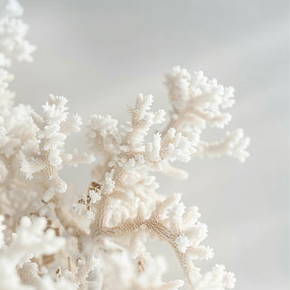 Gros plan d'un corail blanc