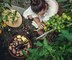 Home Grown Vegetables