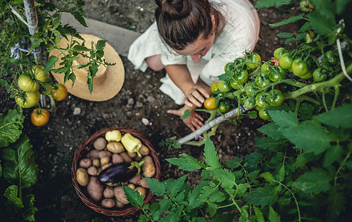 Légumes cultivés à la maison