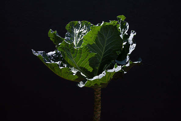 Cabbage Plant
