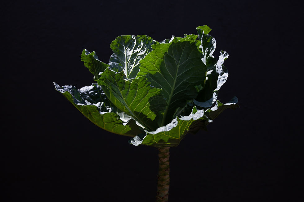 Pianta a foglia verde