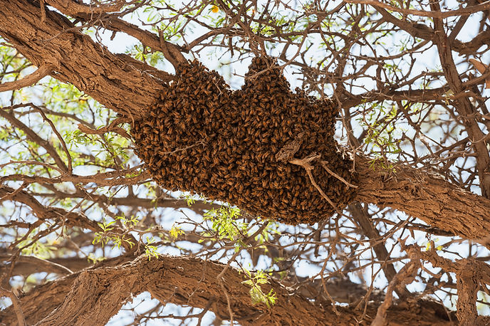 Bee hive