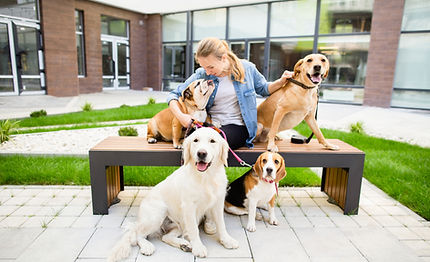 Professional dog training session with multiple well-behaved dogs in Jupiter FL