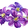 Purple Clematis Flowers