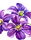Purple Clematis Flowers