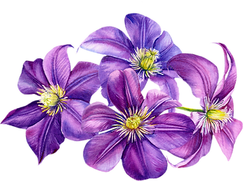 illustration of a cluster of purple clematis