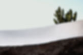 Concrete Wall and Cactus
