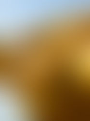 Turtle and the Golden Buddha