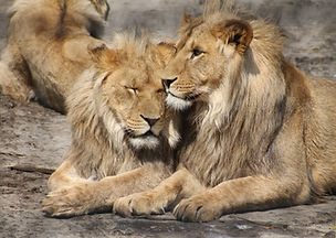 Lions Relaxing Together