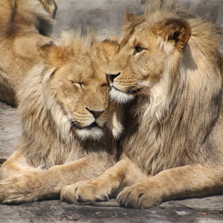 Lions in a zoo