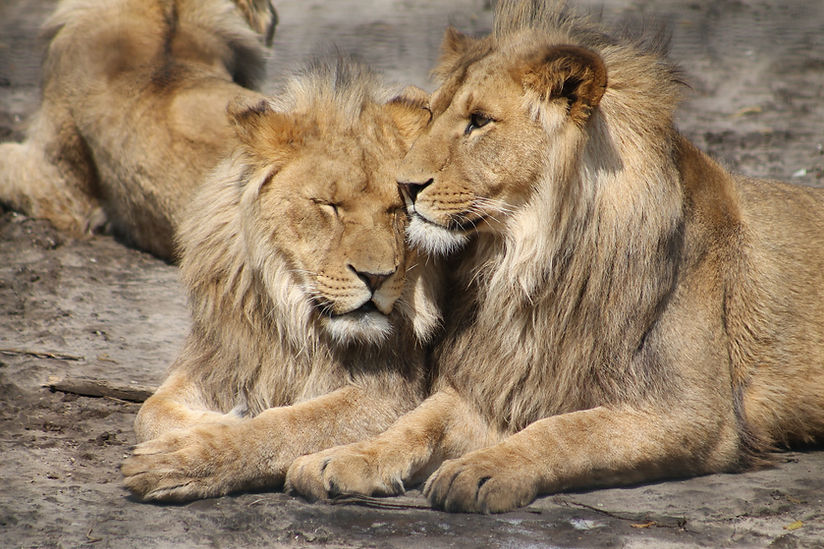 Male Lions