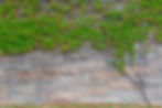 Stone wall and green ivy