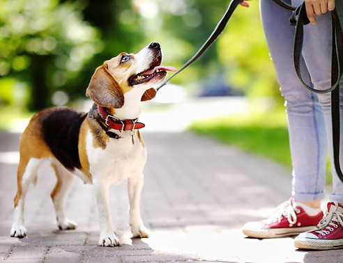 Dog Walk