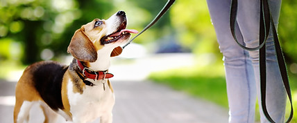 Dog Walk