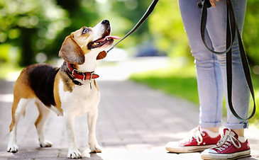 Dog Walk