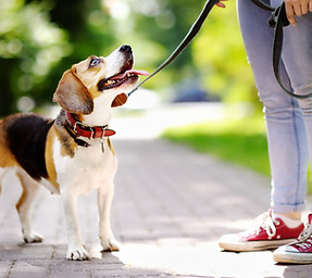 Walking A Beagle