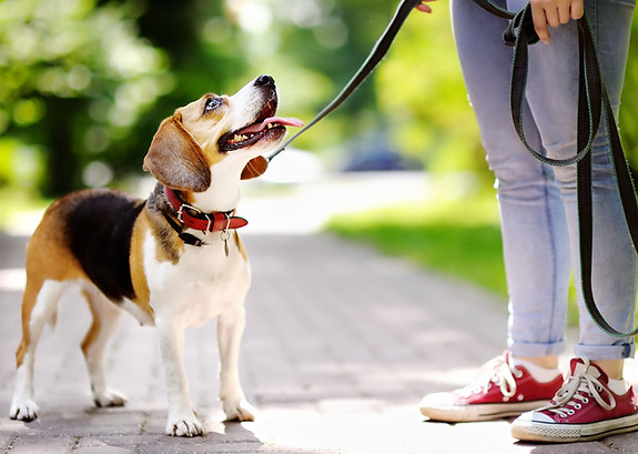 smiling dog going for a walk