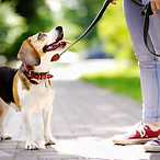 Dog Walk