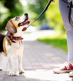 Dog Walk