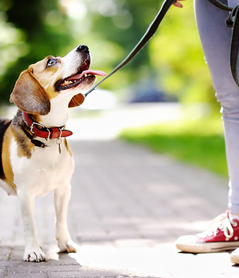 Dog Walk