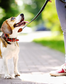 Dog Walk
