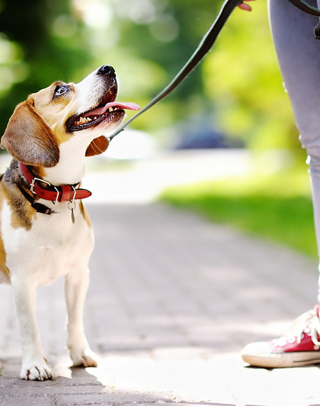 beagle on leash looking up at a dog walker