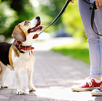 Dog Walk