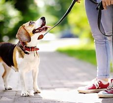 Walking A Beagle