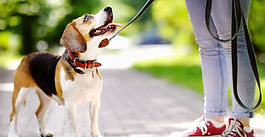 Loose Leash Walking with Uli Dog Training @ 15:00