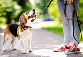 Dog Walking