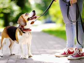 Weekly Dog Walks: Benefits for Health and Happiness
