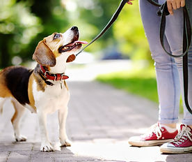 Dog Walk