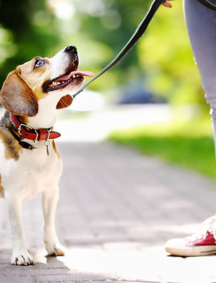 Walking A Beagle